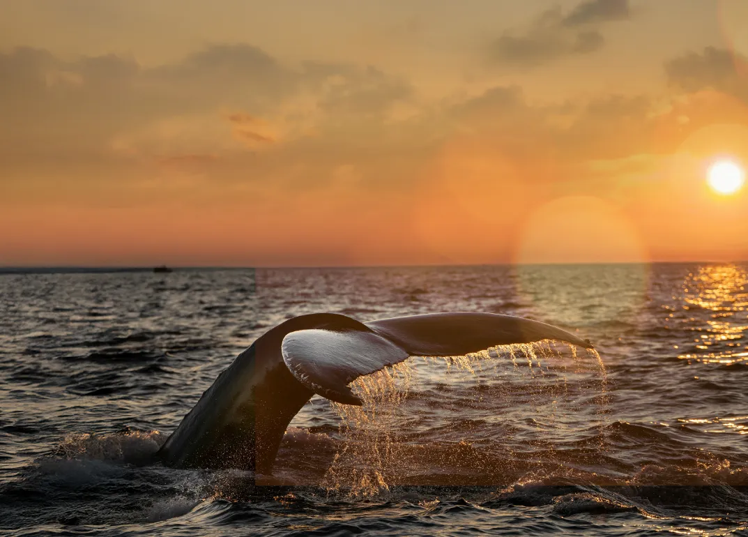 Last Rooms of the Season