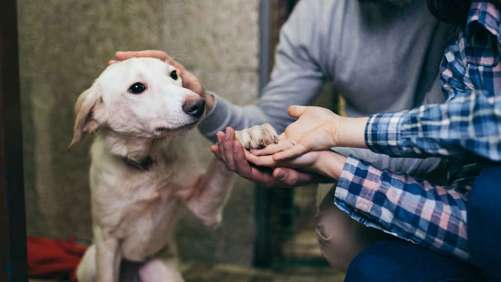 A Dog’s New Life: How You Can Adopt During Your Nuevo Vallarta   Vacation