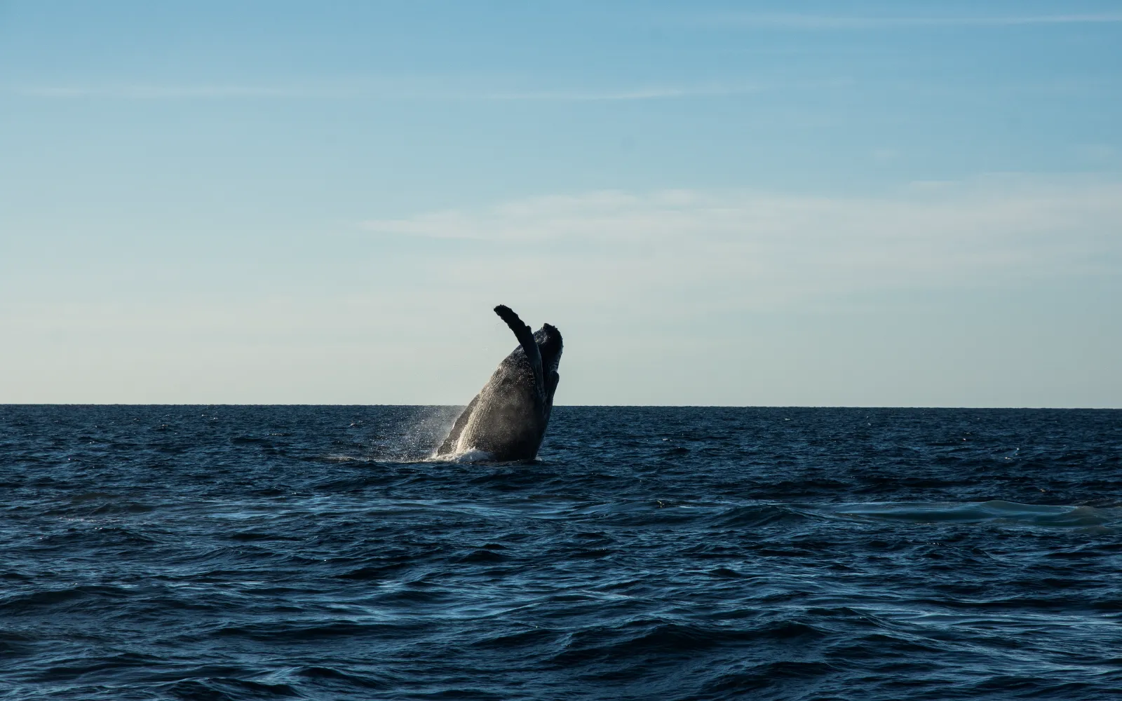 Whale watching